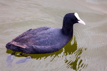 Eurasian coot (Fulica atra) © Mauro Rodrigues