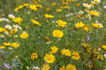 corn marigold (Coleostephus myconis) flower © Mauro Rodrigues