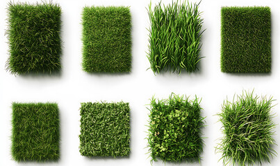 Highly detailed illustrations of various trees, leaves, grasses, and botanical elements, featuring realistic, minimalist, and abstract compositions on a white background.