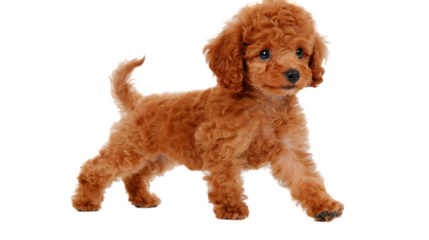 Adorable Brown Poodle Puppy Isolated Transparent Background Illustration
