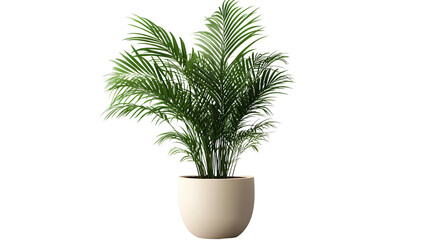 Fototapeta premium Potted palm plant isolated on transparent background, cutout PNG file for graphic design elements. The photograph of the potted palm tree is taken from above.