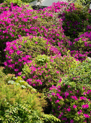五月山公園に咲くツツジの花
