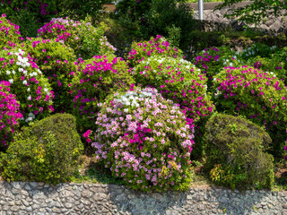 Fototapeta premium 五月山公園に咲くツツジの花