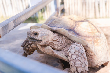 Close-up of big tortoise on the grass-one of the largest tortoises in the world in zoo. Huge reptiles portrait. Exotic animals, love and traveling concept