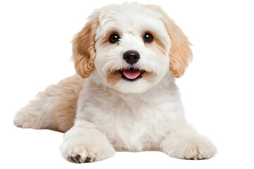 Obraz premium Adorable Light Brown And White Puppy Isolated Photo