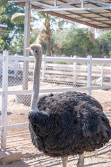 Close-up of ostrich is in a cage at the zoo outdoors. Ostrich looking at camera