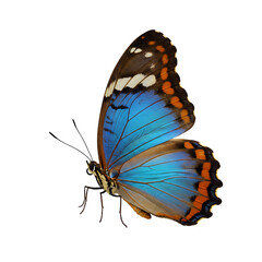 Beautiful butterfly with blue wings on a clean transparent background