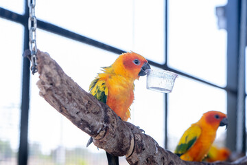 Beautiful colorful Sun Conure parrots birds are sitting on a tree branch. Ideal for exotic birds, pet photography, or wildlife portraits.