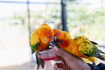 Close-up of a human hand feeding beautiful colorful Sun Conure parrots birds sitting on a tree branch. Ideal for exotic birds, pet photography, or wildlife portraits.