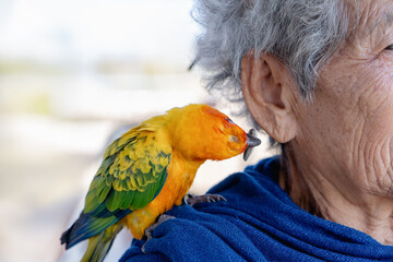 Happy senior woman with a colorful Sun Conure parrot bird sitting on her shoulder. Ideal for exotic birds, pet photography, or wildlife portraits.