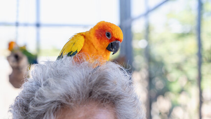 Close-up of senior woman's head with a colorful Sun Conure parrot bird sitting on her head. Ideal for exotic birds, pet photography, or wildlife portraits.