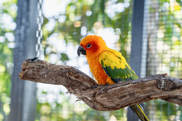 Beautiful colorful Sun Conure parrot bird sitting on a tree branch. Ideal for exotic birds, pet photography, or wildlife portraits.
