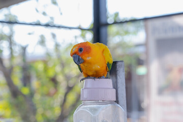 Beautiful colorful Sun Conure parrot bird sitting on a bottle. Ideal for exotic birds, pet photography, or wildlife portraits.