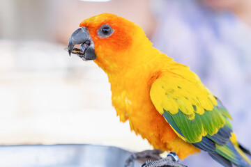 Beautiful colorful Sun Conure parrot bird eating sunflower seeds. Ideal for exotic birds, pet photography, or wildlife portraits.