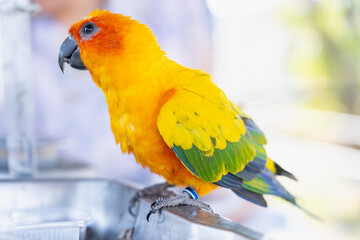 Beautiful colorful Sun Conure parrot bird eating sunflower seeds. Ideal for exotic birds, pet photography, or wildlife portraits.