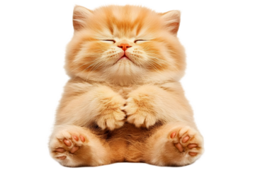 Adorable Orange Kitten Sleeping Isolated Background Illustration