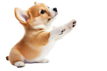 Adorable Small Puppy Isolated With Transparent Background