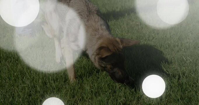 dog leaning forward sniffing grass outdoors, displaying health chart with floating bokeh circles