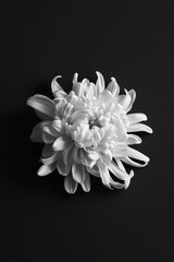 Monochrome floral bloom: A close-up of a white flower with intricate petals, set against a dark backdrop.