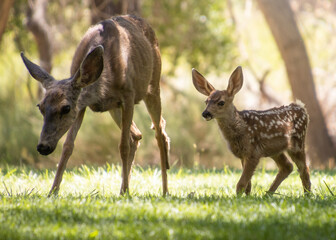 Family of mule deer walking through a lush green forest during a sunny afternoon in early spring