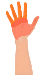 Obraz premium Colored Illustration Of An Isolated Human Arm And Hand, Photorealistic, Anatomical, Transparent Background