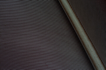 Obraz premium Black feather macro close up,black feather pigeon macro photo. texture or background