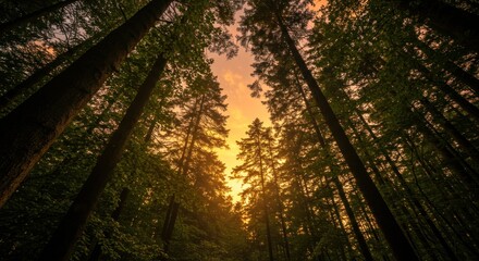 Forest canopy at sunset, photo