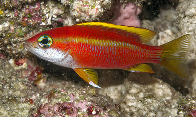 A vibrant red fish with yellow fins swims amongst the reef's coral formations, showcasing its brilliant colors