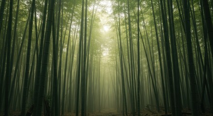 Fototapeta premium Bamboo Forest. Photo
