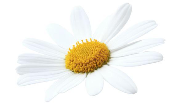  White background with small daisies along the bottom edge, transparent PNG with a white and yellow border, in PNG format.