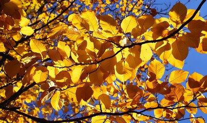 Fototapeta premium Autumn leaves gleam bright gold against a clear blue sky, branches framing the vibrant colors