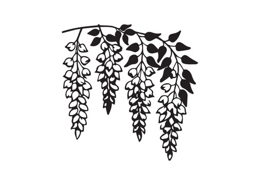 black wisteria branch on white background clip art preview