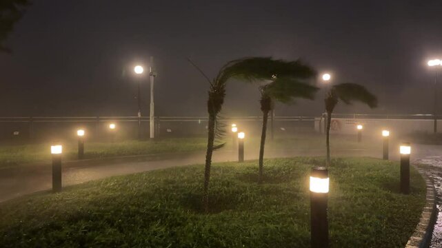 Palm Trees Thrashing As Typhoon Saola Hits Hong Kong - Khanun
