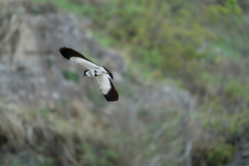 river lapwing in flight