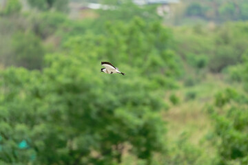 river lapwing in flight