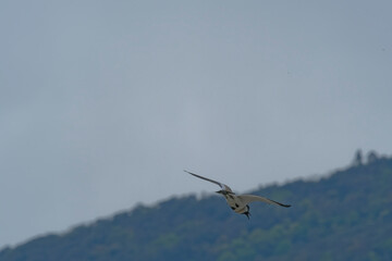 river lapwing in flight