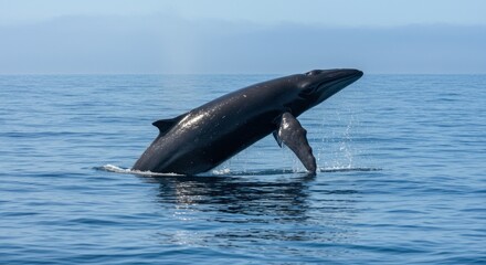 Fototapeta premium Whale breaching in ocean - Photo