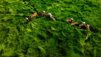 Sedge farmers are on their way home and cross their sedge fields. 
