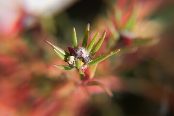 Pods of seeds of Common purslane (Portulaca oleracea), spanish verdolaga, ornamental and edible...