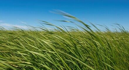 Green Grass and Blue Sky Photo