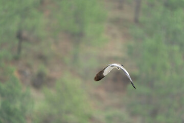 river lapwing in flight