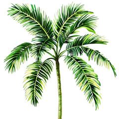 palm tree on white background isolated on transparent background png
