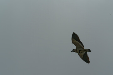 river lapwing in flight
