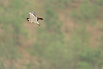 river lapwing in flight