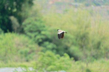 river lapwing in flight