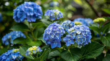 Hydrangea macrophylla  flower macro photo