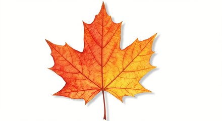 Autumnal Maple Leaf in vibrant gradient from red to yellow on a stark white backdrop.