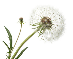 Dandelion isolated on transparent background.