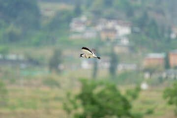 river lapwing in flight