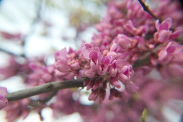 Cercis siliquastrum in bloom, ornamental tree
